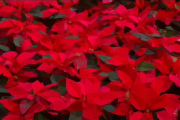 Jardim com flores poinsettia ou estrela de Natal — Vetor de Stock