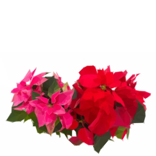 粉红色和红色一品红鲜花或圣诞星 — 图库矢量图片