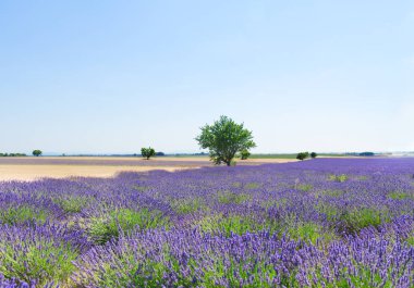 ağacı ve lavanta alan
