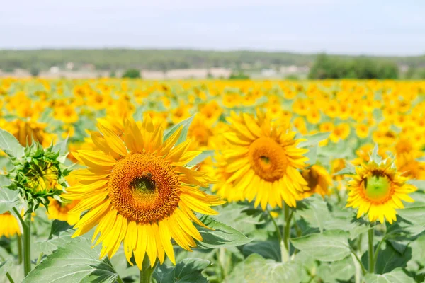 Campo de girassóis — Fotografia de Stock