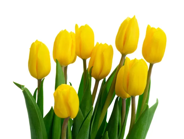 Csokor sárga, lila és piros tulipán — Stock Fotó
