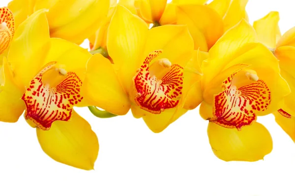 Gul orkidé blommor — Stockfoto