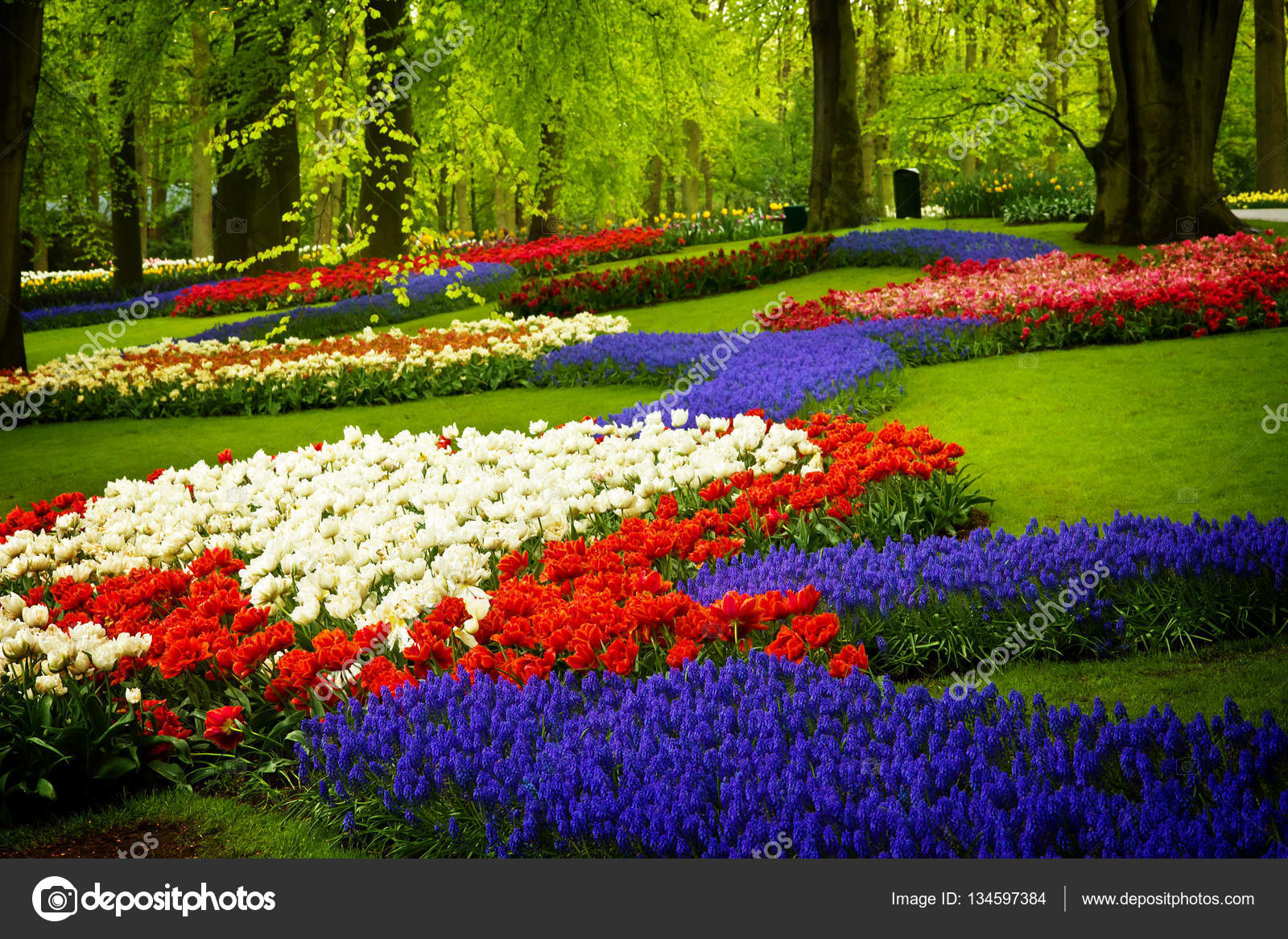 Spring flowers in holland garden — Stock Photo © Neirfys #134597384