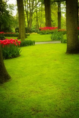 bahar bahçe çim çimen