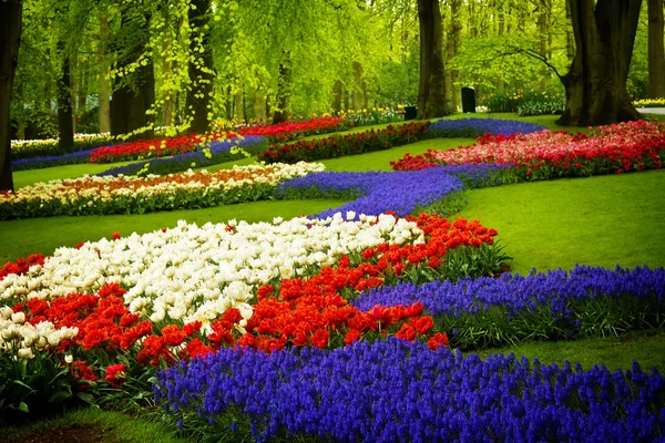 Flores de primavera en el jardín de Holanda —  Fotos de Stock