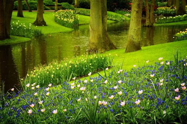 Tavaszi kert Keukenhof, Hollandia — Stock Fotó