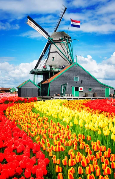 Nederlandse windmolens — Stockfoto