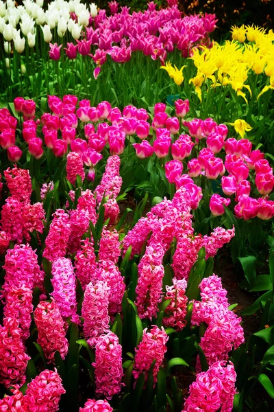 ピンクのヒヤシンスの花背景 — ストック写真