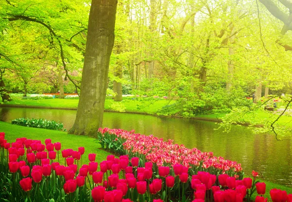 쿠, 네덜란드에 있는 봄 정원 — 스톡 사진