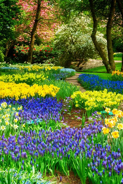 Blauwe bloemen in de tuin van holland — Stockfoto