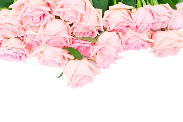 粉色绽放的玫瑰 — 图库照片