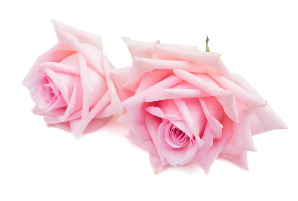 Rózsaszín virágzó rózsák — Stock Fotó