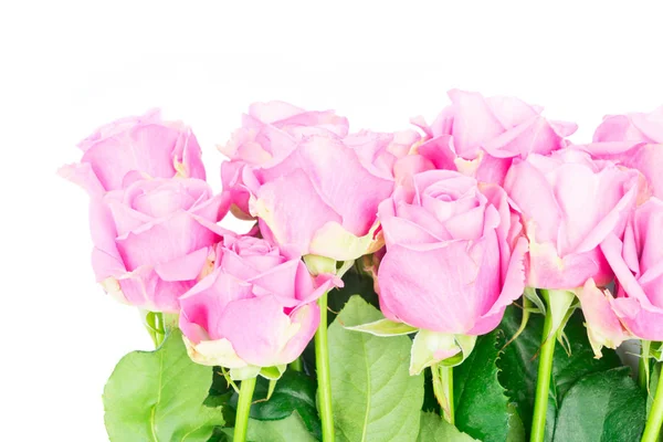 Violet blooming roses — Stock Photo, Image