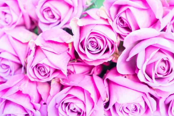 紫罗兰盛开的玫瑰 — 图库照片