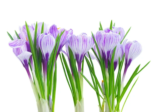 Violet crocus flowers — Stock Photo, Image