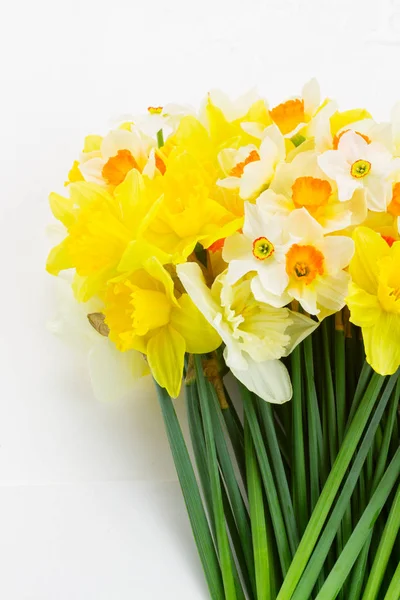 Fresh spring daffodils — Stock Photo, Image