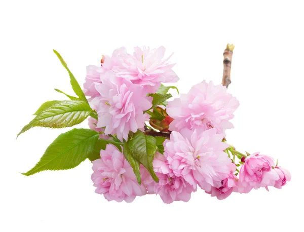 Κλαδί ροζ λουλούδια — Φωτογραφία Αρχείου