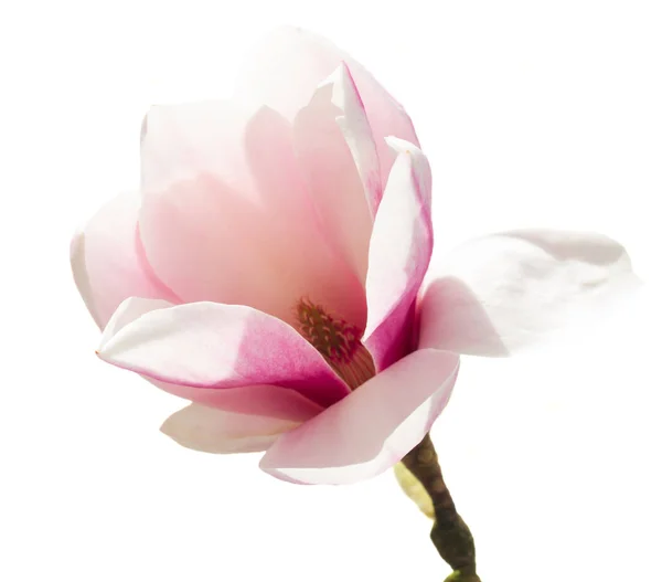 Magnolia Fiori Rosa — Foto Stock