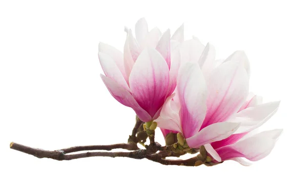 Magnolia różowe kwiaty — Zdjęcie stockowe