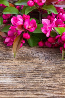 Ahşap üzerine kiraz çiçekleri