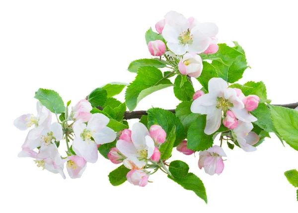 Άνθη μηλιάς — Φωτογραφία Αρχείου