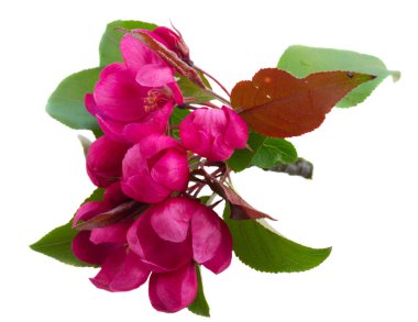 pembe bahar çiçek dal