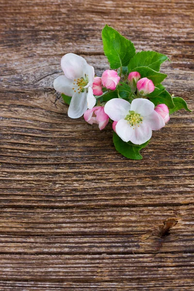 Flor de manzano — Foto de Stock