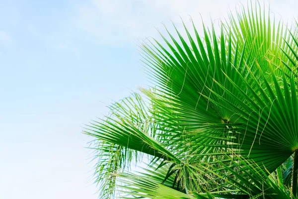 Palmeras en el cielo azul —  Fotos de Stock