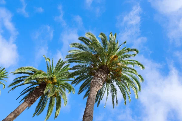 Palmas in blue sky — Stock Photo, Image