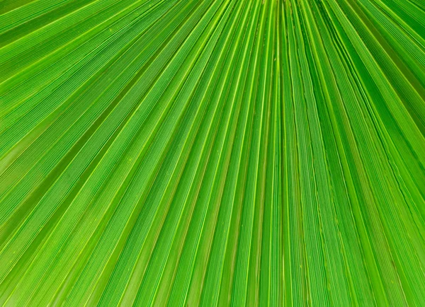 Фон из пальмовых листьев — стоковое фото