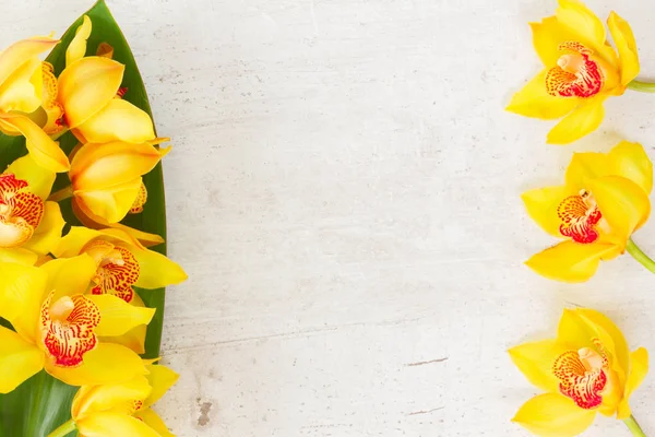 Gul orkidé blommor — Stockfoto