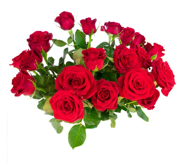 Kırmızı çiçek açan gül