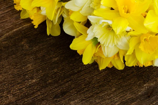 Fresh spring daffodils — Stock Photo, Image