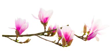 Manolya pembe çiçekler