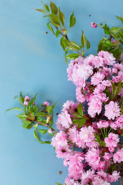 Flores frescas da primavera em azul — Fotografia de Stock