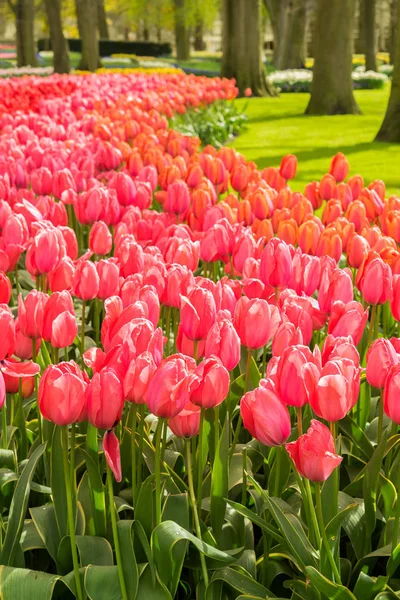 Pink and Red tulips — Stock Photo, Image