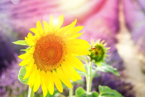 Sonnenblumen und Lavendelfeld — Stockfoto
