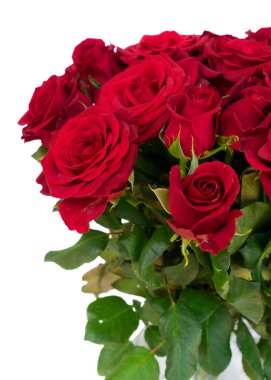 Kırmızı çiçek açan gül