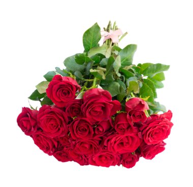 Kırmızı çiçek açan gül