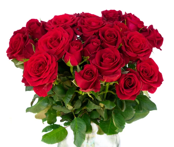 Квітучі Троянди червоні — стокове фото