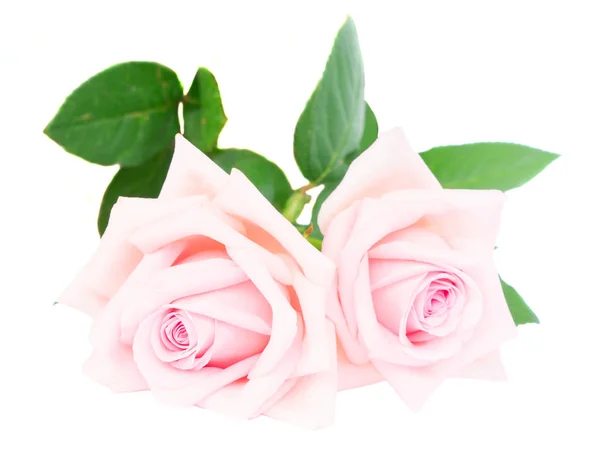 Różowe kwitnące róże — Zdjęcie stockowe