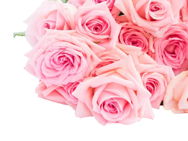 Pink blomstrende roser - Stock-foto