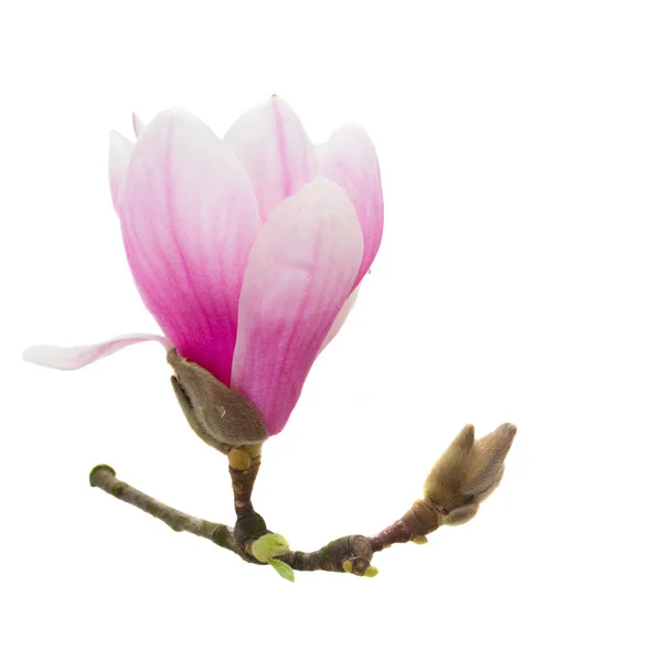 Manolya pembe çiçekler — Stok fotoğraf
