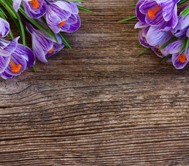 Menekşe çiçekleri