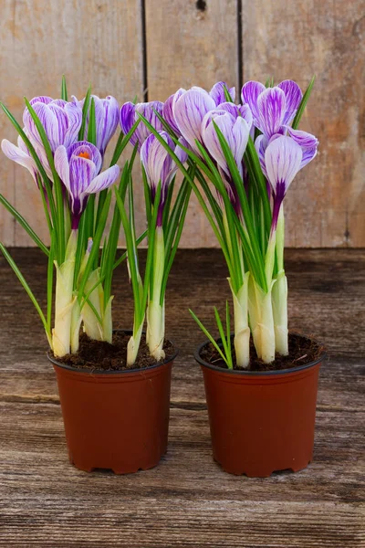 Violet crocus flowers — Stock Photo, Image