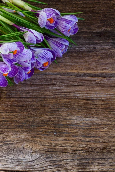 Flores de croco violeta — Fotografia de Stock