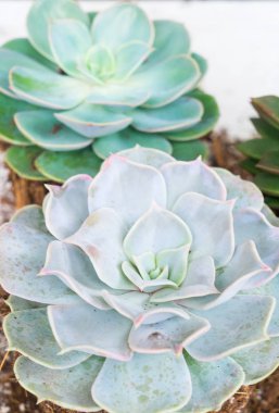 Etli büyüyen bitkiler