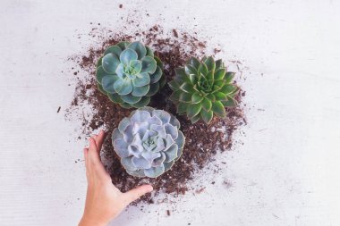 Etli büyüyen bitkiler