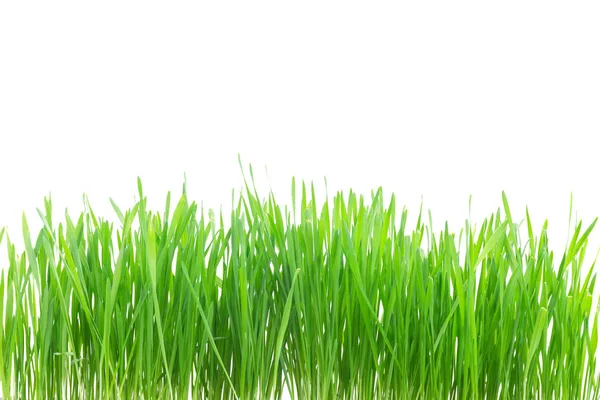 Green grass border — Stock Photo, Image