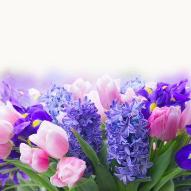 sümbüller ve laleler